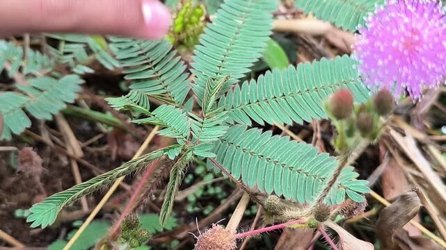 4K Video Hand Touching Mimosa Pudica Leaves Closing Response with Blurred Flower
