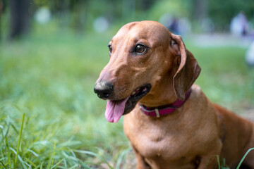 Closeup of a brown dachshund with long ears wearing a pink collar tongue out while sitting in tall grass in a sunny park, soft green bokeh and distant walkers behind, in summer