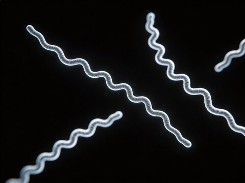 Dark-field microscopy view of the Lyme disease spirochete, Borrelia burgdorferi, long slender spiral-shaped bacteria glowing brightly against black background, emphasizing unique shape and motility