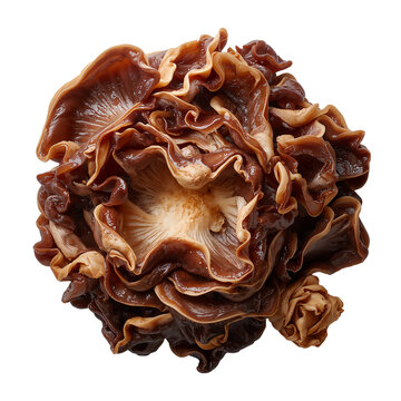 Wood Ear Mushroom Close Up Isolated on White Background
