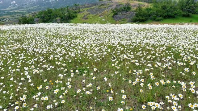 Daisy field and Torres Del Paine