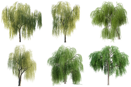 Weeping willow trees with drooping branches and lush green foliage.