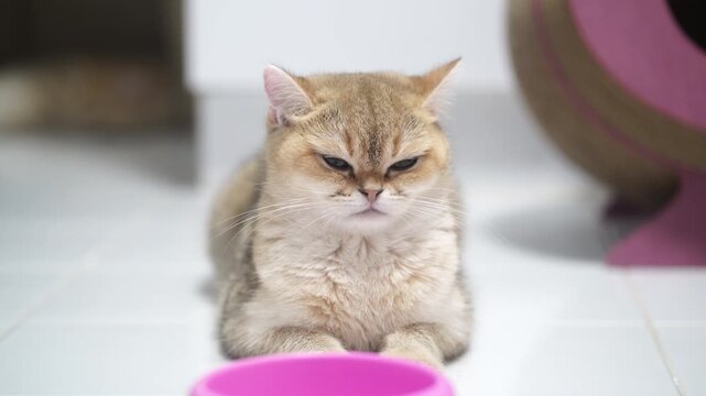 British shorthair golden fur cat sitting white tile with pink bowl indoor relaxed cute pet, grumpy feline lying floor staring empty bowl, adorable domestic animal playful alert young fluffy round