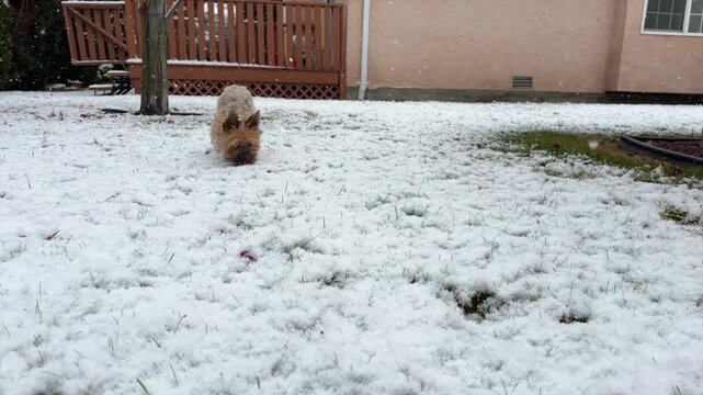 A small yorkshire terrier dog with big pointy ears,  smelling and licking the snow on the lawn, while walking towards the camera. In slow motion