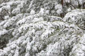 The scene of snowflakes falling