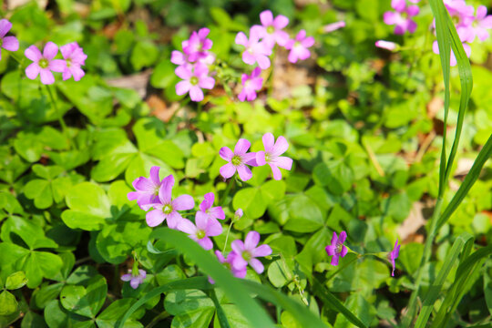 Pink oxalis flower blooming in garden