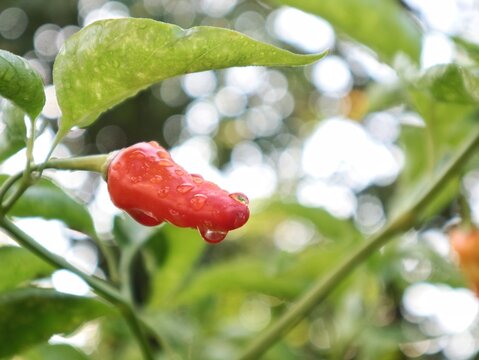 Fresh colorful habanero peppers ripening on a green plant with water drops. Highlighting natural agriculture and spicy food ingredient