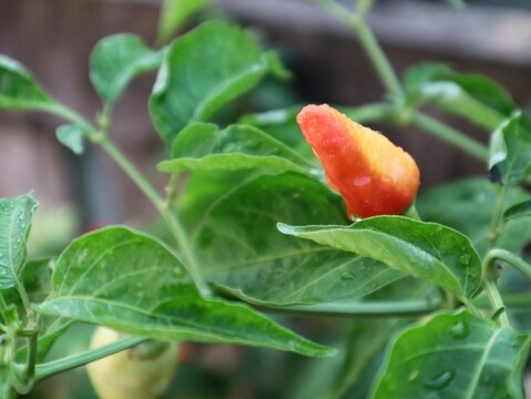 fresh colorful habanero peppers ripening on a green plant with water drops