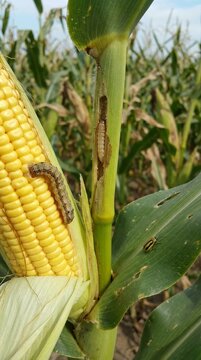 Close view of corn ear and green stalk in a farm field with caterpillar pests on the husk and stem, natural light shows crop damage and agricultural risk