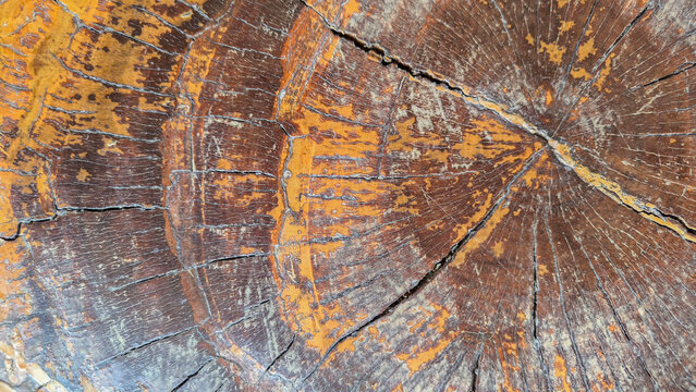 ree trunk rings texture background with natural pattern