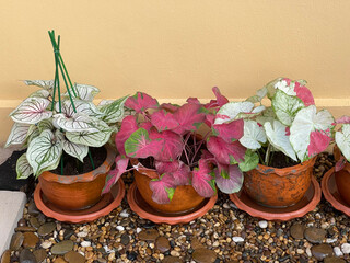 Colorful Caladiums in terracotta pots, the perfect touch of nature for your sheltered patio or shady porch