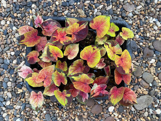 Sunset Sky is a highly popular Caladium known for its rapid growth and low-maintenance nature. With its breathtaking hues, it is a show-stopping plant that instantly brightens up any space