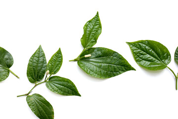 Fototapeta premium Fresh wild betel leaves with flower