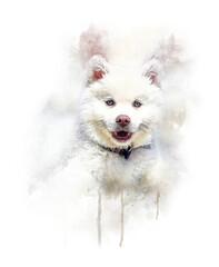 A happy white siberian husky dog with a black collar, in a soft watercolor style against a transparent background. © gie