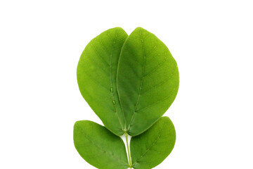 Obraz premium Rain tree leaves on white. Samanca Saman (Jacq) Merr.