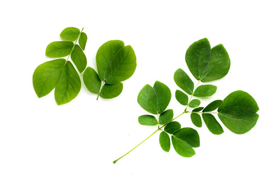 Rain tree leaves on white. Samanca Saman (Jacq) Merr.