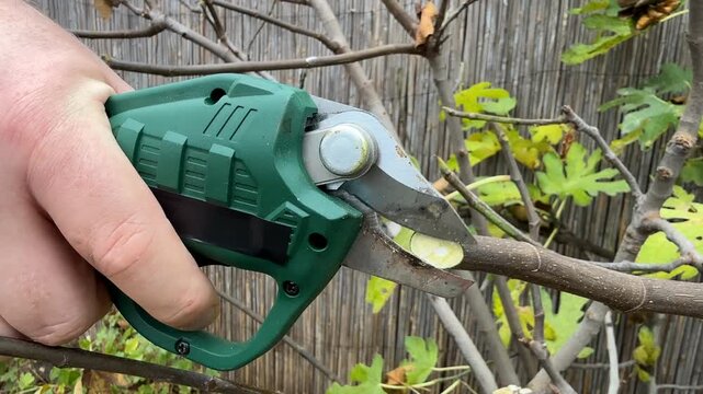 Close view of a cordless battery hand using green electric pruning shears to cut a tree branch in a garden, practical outdoor maintenance scene, focused and productive mood