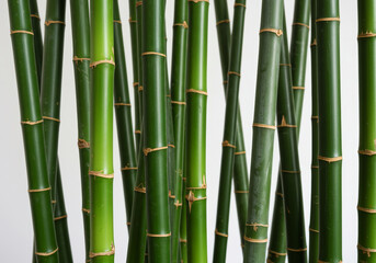Obraz premium Fresh bamboo culms with smooth green skin and tan rings, studio shot, natural plant texture, eco friendly material, vertical.