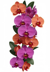 Obraz premium Studio shot of cascading orchid flowers, Phalaenopsis species, tropical bloom, vivid petal, lush green leaves, isolated white background.