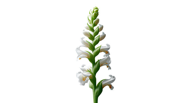 Spiral Ginger Elegance: The intricate beauty of a spiral ginger flower unfolds, showcasing its delicate white petals against a backdrop of fresh, verdant stems.