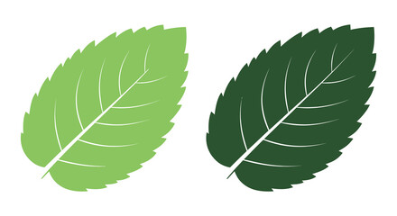 Two vibrant leaves one light green and one dark green presented as a striking silhouette © nhpvect02