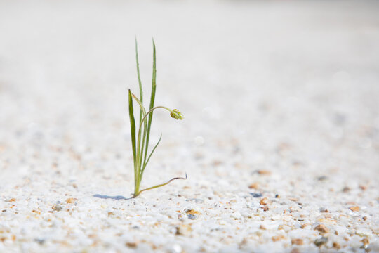 Young grass sprout growing in decomposed granite soil
