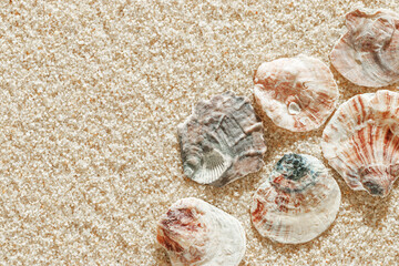 Colored Shells summer pattern on sandy beach, aesthetic nature still life, organic shapes, beauty nature background. Closeup seashells at Soft lighting, warm tones create natural, beachy mood © yrabota