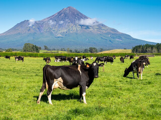 Naklejka premium Mount Transkei (Mt Egmont) in New Zeald with dairy cows in the foreground