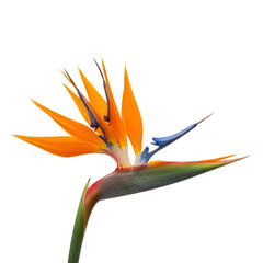 Obraz premium Wooden star shape decoration