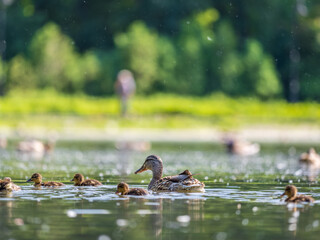 A family of ducks, a duck and its little ducklings are swimming in the water. The duck takes care of its newborn ducklings. Mallard, lat. Anas platyrhynchos © Dmitrii Potashkin