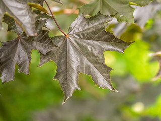 Tree branch with dark red leaves, Acer platanoides, the Norway maple Crimson King. Red Maple acutifoliate Crimson King, young plant with green background.