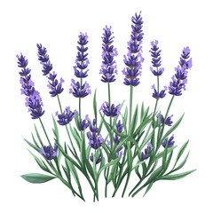 Naklejka premium lavender season, lavender, festival, vector, transparent background, nature, purple, plant, beauty, violet, herb