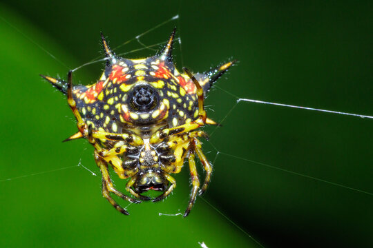 Hasselt's Spiny Spider hanging on web in Thailand