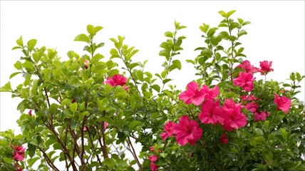 Obraz premium Bushy Plant with Bright Pink Flowers Isolated on White Background for Design and Decoration