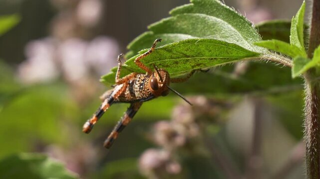 Hedge Grasshopper Perching Upside Down (Valanga irregularis), Giant Grasshopper. Selective Focus Shot