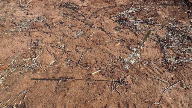 Flowering Red squill or rooislangkop (Drimia sanguinea) in savanna in Mosi-oa-Tunya national park. Zambia.