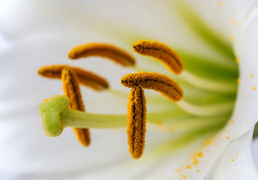 Close-up macro view of the stamen and pistil of a white Easter lily, showcasing intricate details of pollen-bearing anthers and delicate green stigmata against a soft background.