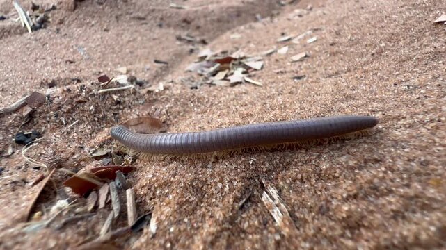 Giant African millipede (Archispirostreptus gigas) in Chobe National Park, Botswana.