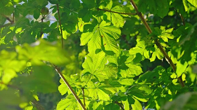 Bright horse chestnut leaves glowing softly in warm summer sunlight