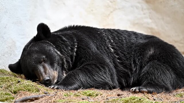 Black Bear Sleeping Peacefully on Mossy Ground in Natural Setting