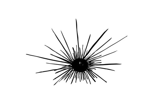 long spined sea urchin ink brush illustration, japanese style sea urchin line art vector