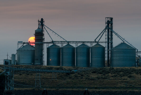 USA, WA, Pasco.  Hood Park on the Snake River.  Tri Cities Grain, Tidewater Terminals.