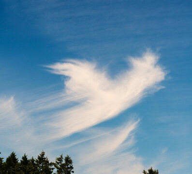 Canada, BC, Saltspring Island.  Cirrus clouds in the shape of an angel, or bird.