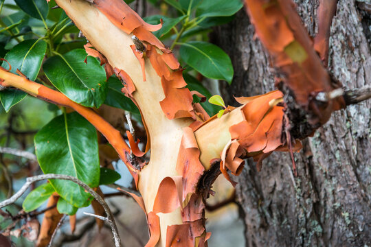 Canada, BC, Saltspring Island.  Peeling bark of arbutus tree (Arbutus menziesii) in Ruckle Provincial Park.