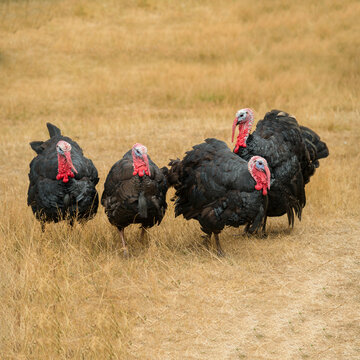 Canada, BC, Saltspring Island.  Domestic turkeys on farm in the Gulf Islands.