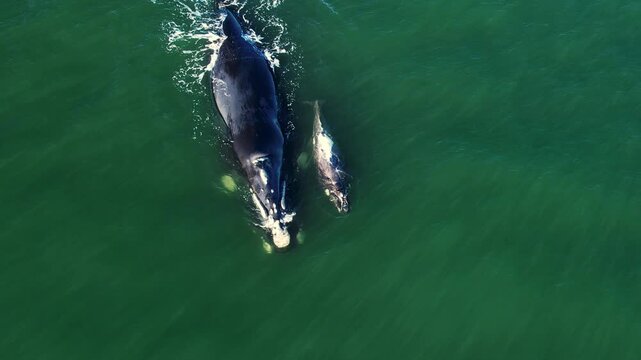 Aerial view of pod of bowhead whale spouting. Bowhead whale family swimming together in calm blue ocean water, Whale watching of migrate Baleen whales in Shantar islands, South Africa. Mother and calf