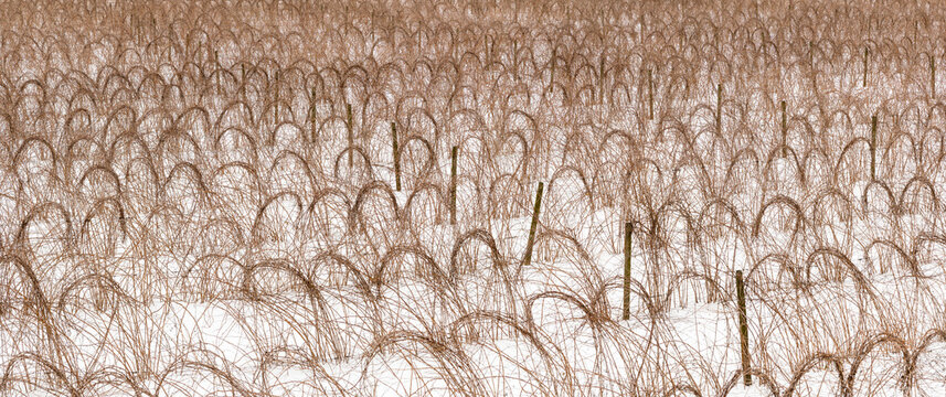 Canada, BC, Abbotsford. Farm fields with raspberry canes tied up for the winter. Snow covers the ground.