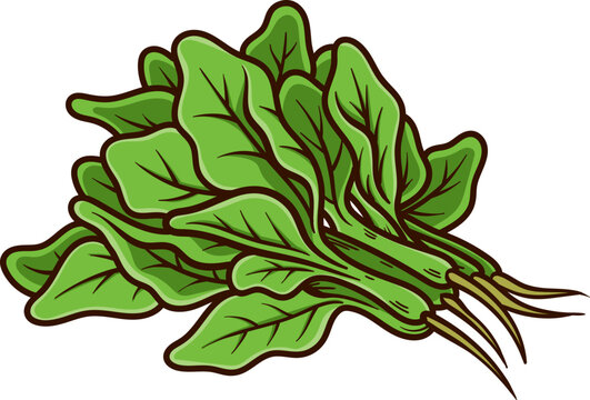 Ilustrasi Kartun Sayuran Bayam Segar