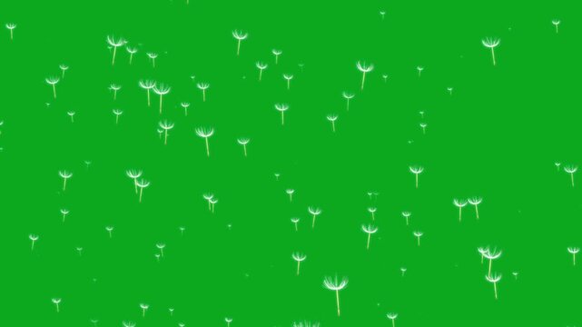 Animation of grass flowers floating in the summer breeze on a green background.