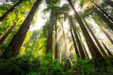 Afternoon Light Breaks the Redwoods Fog, Del Norte Coast Redwoods State Park, Redwoods National Park, California